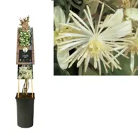 Klimplant Clematis vitalba - Cremé Bosrank - thumbnail