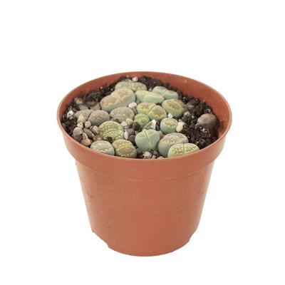 Lithops (levende steentjes) - P 9 cm