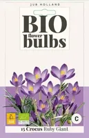 Bio krokus Ruby Giant 15 bollen - thumbnail