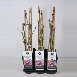 Klimroos (rosa "Rhapsody in Blue"®) - C3 - 1 stuks