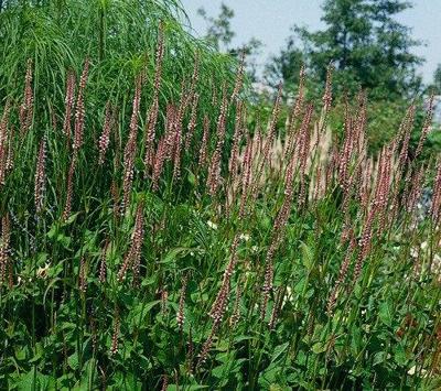 Persicaria amplexicaulis Rosea Samplant - Griffioen