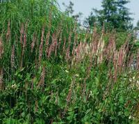 Persicaria amplexicaulis Rosea Samplant - Griffioen - thumbnail