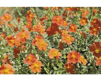 Helianthemum Fire Dragon Griffioen - Griffioen