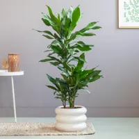 Dracaena Janet Lind - P21 - thumbnail