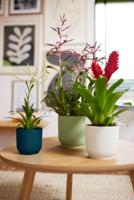 Elho Bloempot Vibes Fold Sorbet Groen Ø14cm - thumbnail