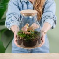 Plantenterrarium Syngonium (DIY) - thumbnail