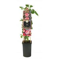 Klimplant Rosa Pink Candy - Klimroos Roze - thumbnail