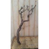 Decoratie tak klein 20 tot 30 cm Warentuin Natuurlijk - Warentuin natuurlijk - thumbnail