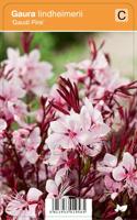 Vips Gaura lindheimerii Gaudi Pink - Prachtkaars - thumbnail