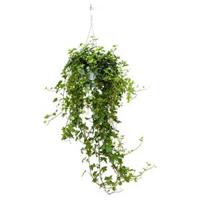 Hedera helix pittsburgh S hangplant - thumbnail