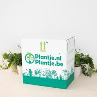 Plantenvoordeelbox (4 stuks) - thumbnail