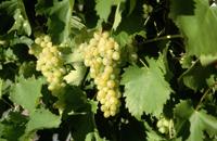Witte druif 'Fanny' - thumbnail
