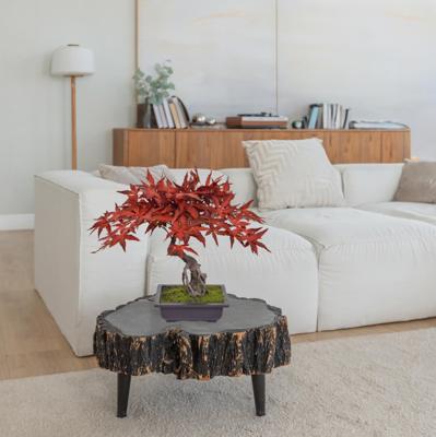 Acer Kunst Bonsai 50cm Burgundy