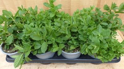 Kruiden munt 8 potjes in tray Warentuin Natuurlijk - Warentuin natuurlijk