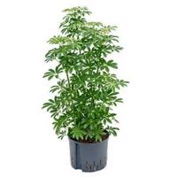 Schefflera louisiana hydrocultuur plant - thumbnail