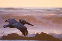 Canon EF 75-300mm F/4-5.6 III - thumbnail