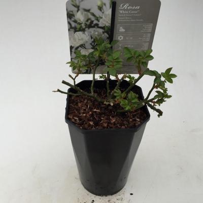 Struikroos Rosa White Arie Bouman - Arie bouman Struikroos Rosa White Arie Bouman - Arie bouman