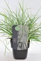 Siergras - Carex Oshimensis Everest - thumbnail