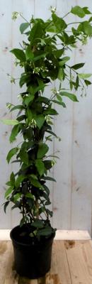 Sterjasmijn 100 cm geurende kuipplant Jasminoides Trachelospermum Warentuin Natuurlijk - Warentuin natuurlijk Sterjasmijn 100 cm geurende kuipplant Jasminoides Trachelospermum Warentuin Natuurlijk - Warentuin natuurlijk