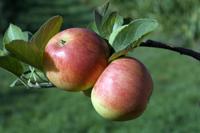 Patio appelboom - thumbnail