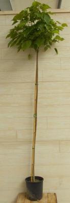 Catalpa bungei Stamhoogte 180 cm Trompetboom Warentuin Natuurlijk - Warentuin natuurlijk