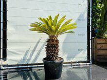 Palmboom - Cycas Revoluta