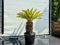 Palmboom - Cycas Revoluta - thumbnail