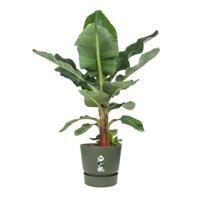 Elho Greenville Pot Blad Groen (Ø 55 cm) - thumbnail