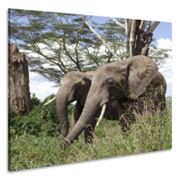 Schilderij - Olifanten, vrienden voor het leven, 3 maten, premium print - thumbnail