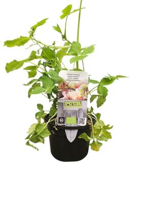 Puur kruiden Cryptotainia japonica - Japanse peterselie biologisch