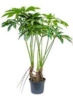 Philodendron fun bun L kamerplant - thumbnail