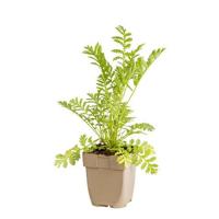 Boerenwormkruid vaste plant Griffioen - Griffioen - thumbnail