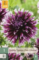 Dahlia alauna clair obscur 1st bloembol zomer Dahlia JUB - Jub - thumbnail