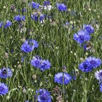 Dubbelbloemig gemengd bloemzaden - Korenbloem Mix - thumbnail