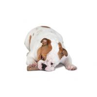 Petstages dogwood durable stick - thumbnail