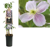 Roze bosrank (Clematis montana "Pink Perfection") klimplant - thumbnail