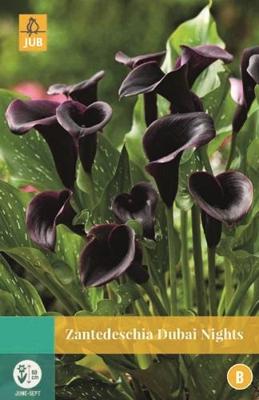 Zantedeschia Dubai Nights zwart 1 bloembol Zantedeschia JUB - Jub