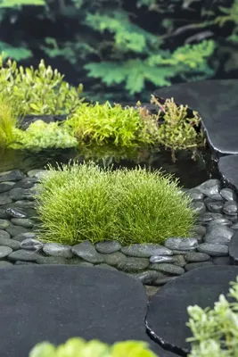 Zuurstofplant Scirpus isolepsis