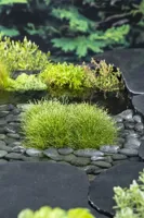 Zuurstofplant Scirpus isolepsis - thumbnail