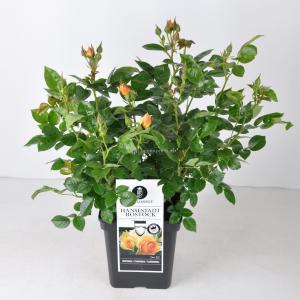 Trosroos (rosa "Hansestadt Rostock"®) - C5 - 1 stuks