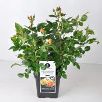 Trosroos (rosa "Hansestadt Rostock"®) - C5 - 1 stuks - thumbnail