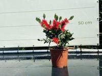 Callistemon - struik - hoogte 60 cm - thumbnail