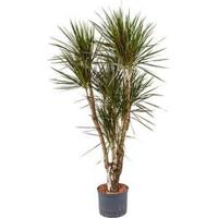 Dracaena marginata spider vertakt L hydrocultuur plant - thumbnail