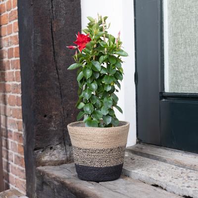 Mandevilla Sundaville - Dipladenia - Rood - P17