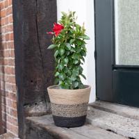 Mandevilla Sundaville - Dipladenia - Rood - P17 - thumbnail