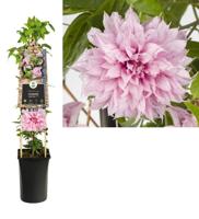 Klimplant Clematis Multi Pink - Roze Bosrank - thumbnail