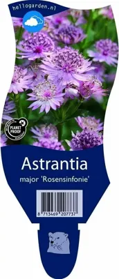 Astrantia major Rosensinfonie vaste plant Griffioen - Griffioen