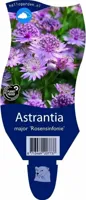 Astrantia major Rosensinfonie vaste plant Griffioen - Griffioen - thumbnail