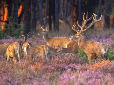 Herten in heide 70x50cm Tuinschilderij Customize-it - Customize it