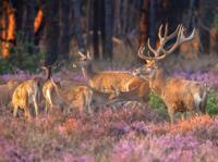 Herten in heide 70x50cm Tuinschilderij Customize-it - Customize it - thumbnail